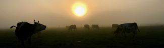 Kühe auf der Weide vor Sonnenaufgang